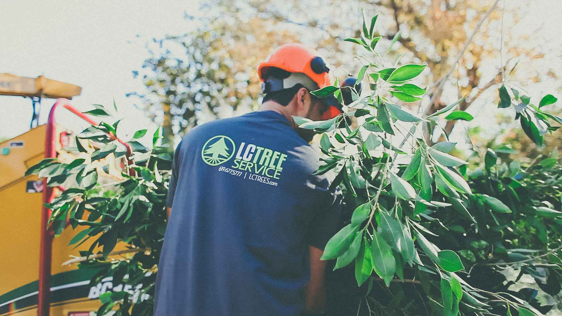 Tree Service Company | San Diego Tree Service | Tree Trimming | Tree Removal Poway tree trimming
