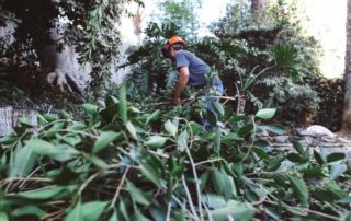 San Diego Tree Trimmer