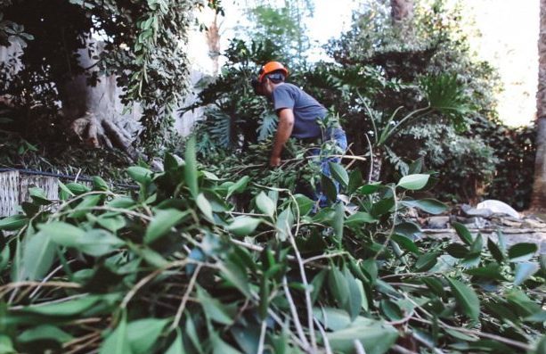 San Diego Tree Trimmer