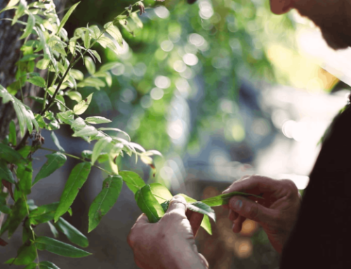 15 WARNING SIGNS TO TELL IF YOUR TREE IS SICK IN SAN DIEGO