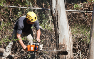 San Diego Tree Trimmer