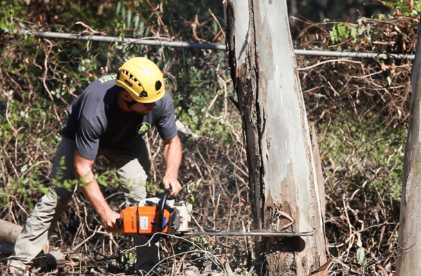 San Diego Tree Trimmer