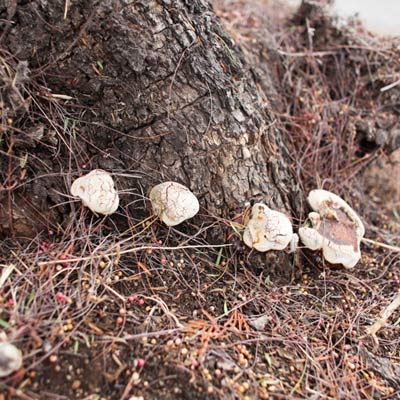 Fungus-square