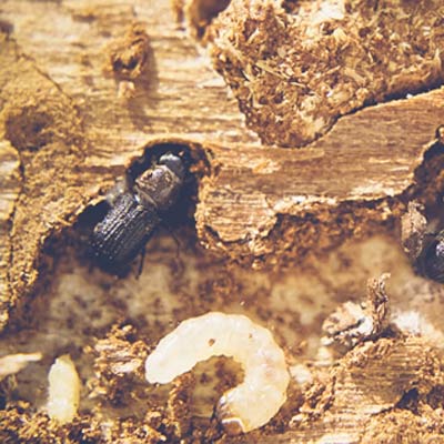 San-diego-bark-beetle