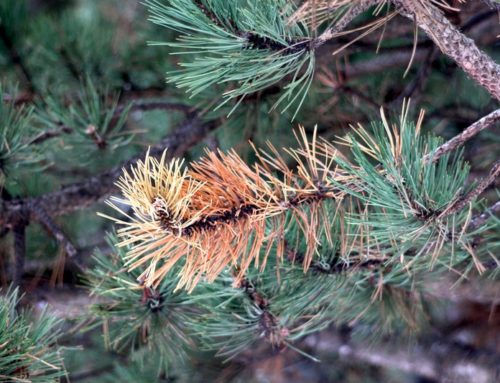 Can a Sick Tree Be Saved, Or Does It Need To Be Removed?