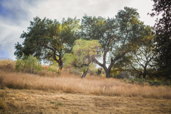 San Diego Tree Care