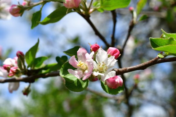 tree trimming san diego flowering tree