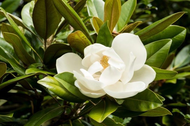 tree trimmers san diego flowering tree