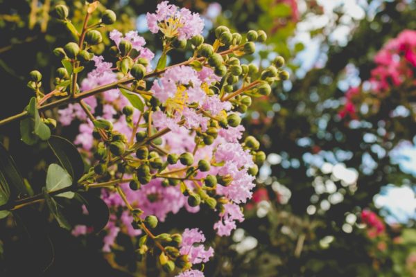 tree service san diego flowering tree