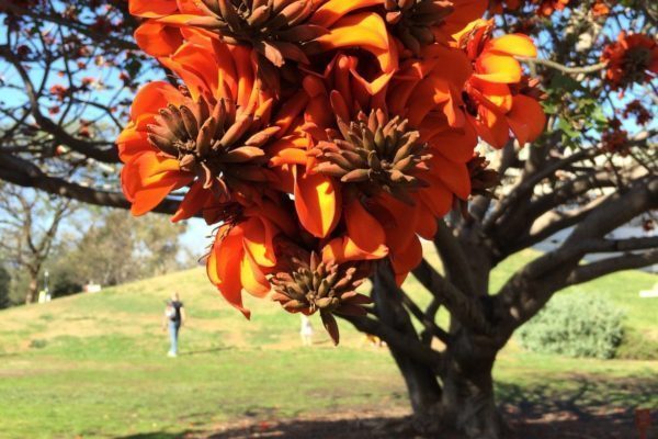 tree service san diego flowering tree