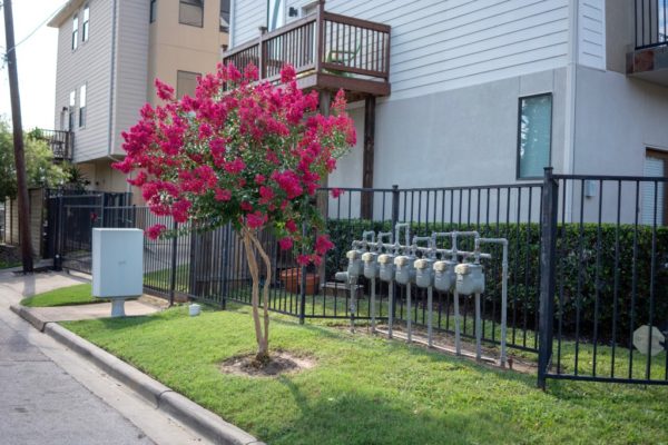 tree service san diego flowering tree