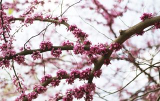 tree service san diego flowering tree