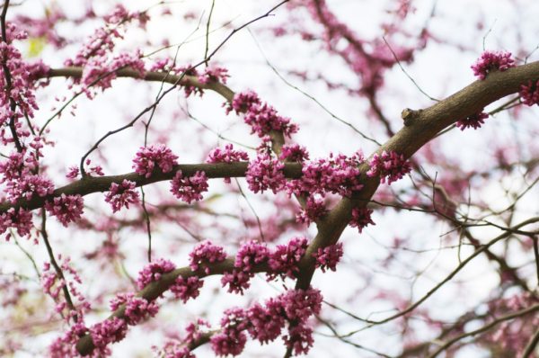 tree service san diego flowering tree