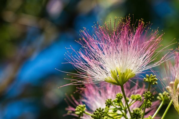 tree service san diego flowering tree