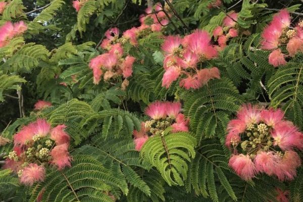 tree service san diego flowering tree