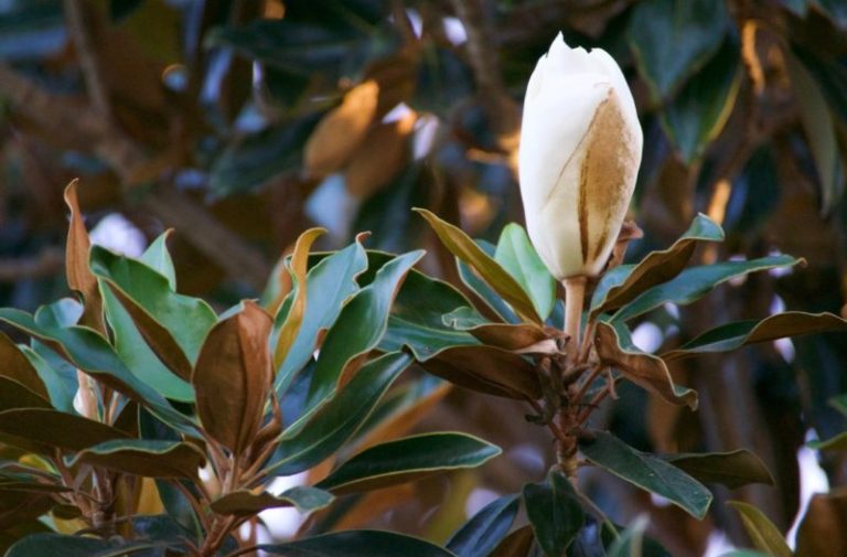 tree trimmers san diego flowering tree Magnolia San Diego Tree