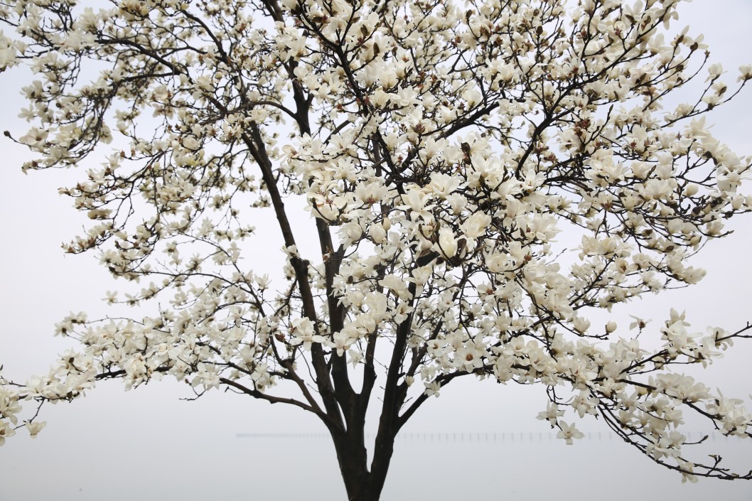 san diego magnolia tree San Diego Tree Trimmers LC Tree Service