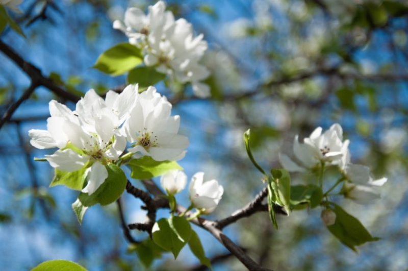 tree service san diego flowering tree