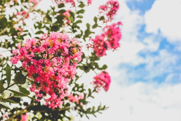 tree trimming san diego flowering tree