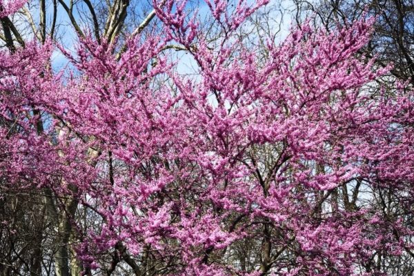 tree service san diego flowering tree