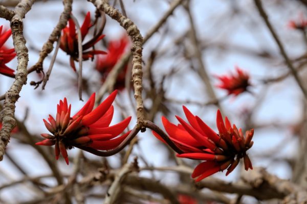 tree service san diego flowering tree