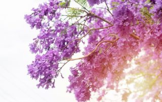 tree trimmers san diego flowering tree