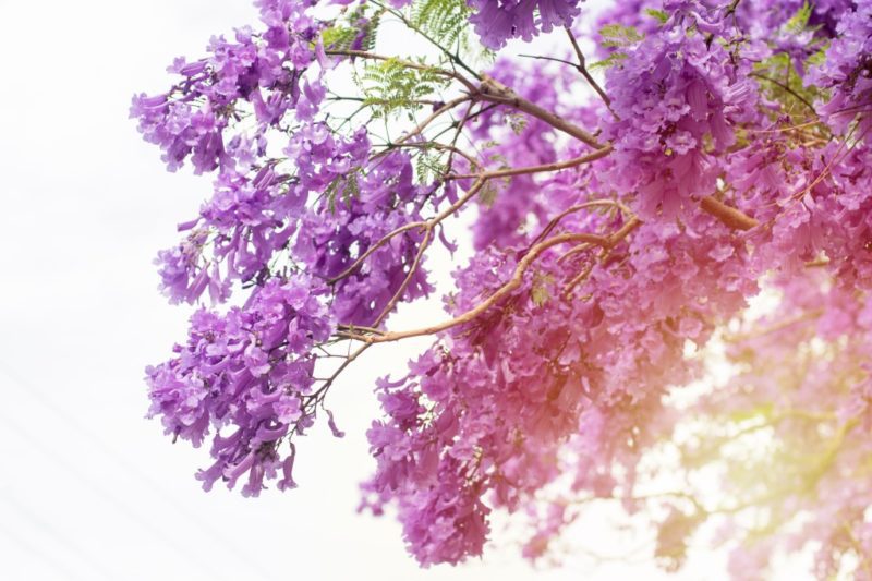 san diego trees with purple flowers san diego trees with purple flowers