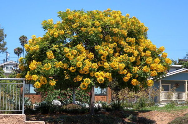 tree service san diego flowering tree