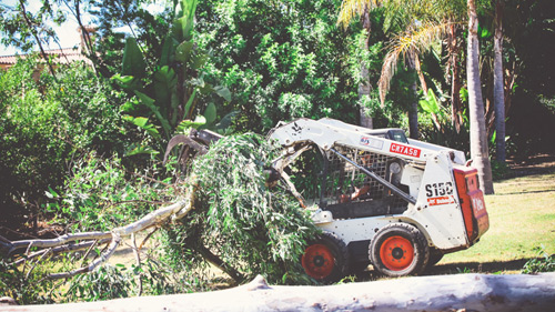 San Diego Tree Trimmers | San Diego Tree Service | Tree Trimming | Tree Removal dead tree removal