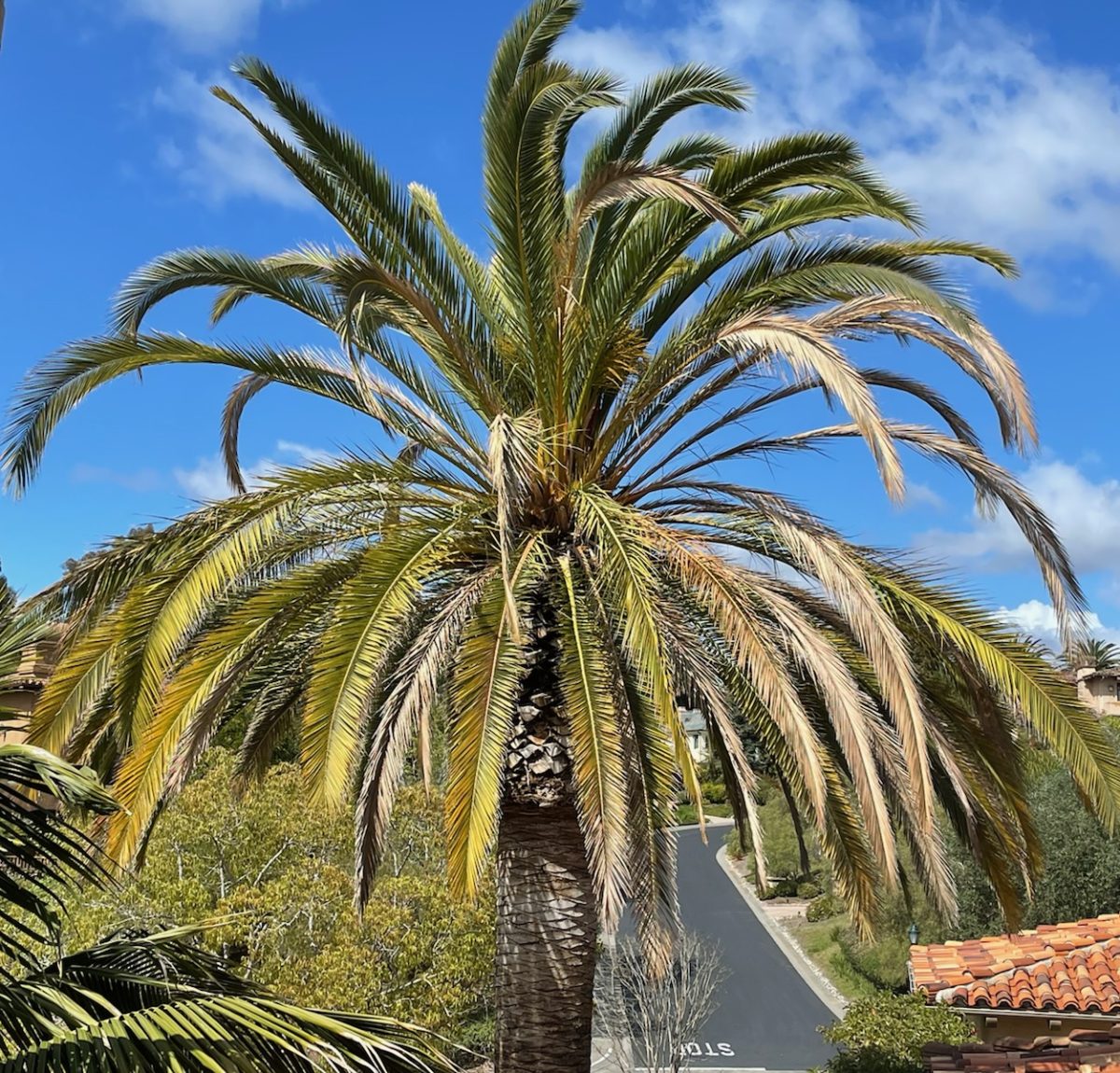 Canary Island Date Palm Services LC Tree Service San Diego
