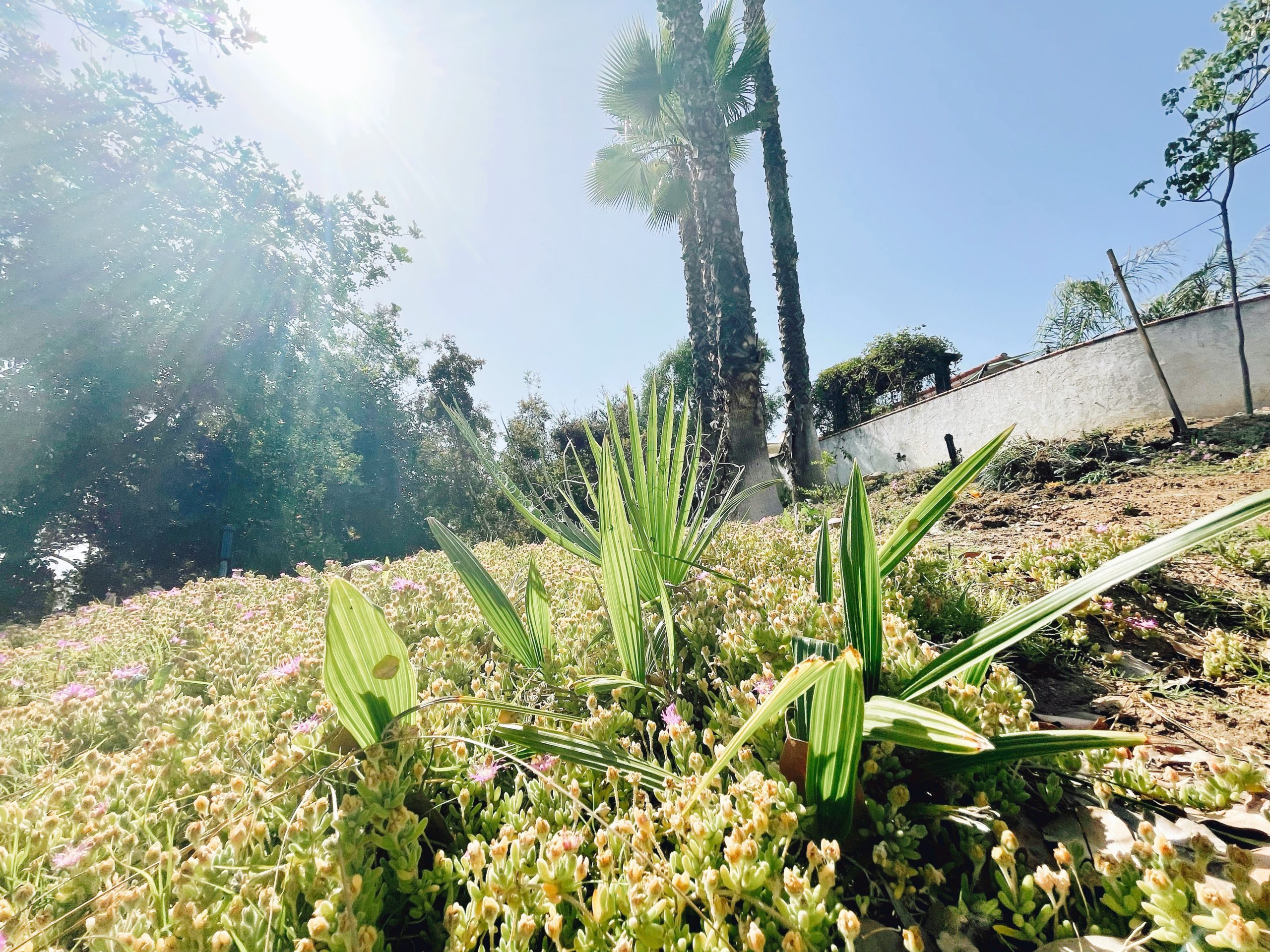 Mexican fan palm 2