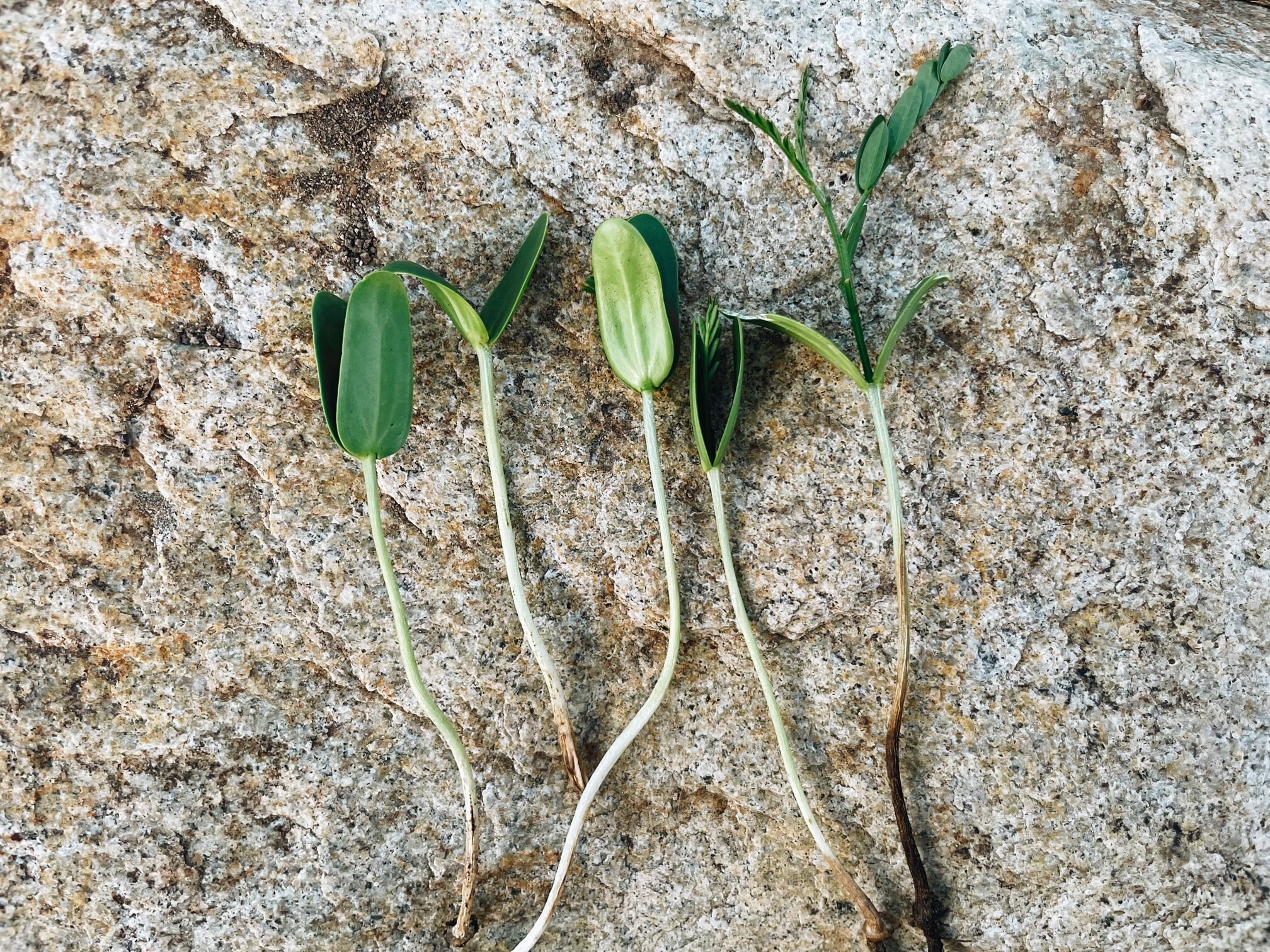 Palo Verde Tree San Diego- seedling