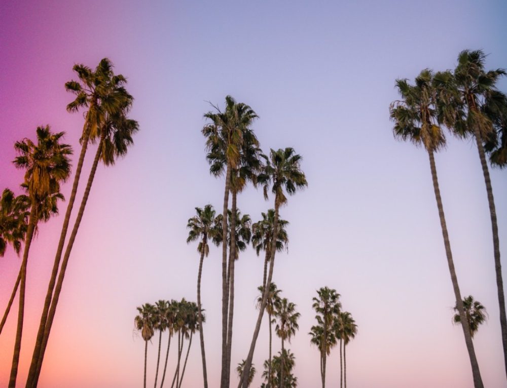 10 Most Common Flowering Trees in San Diego Tree Service