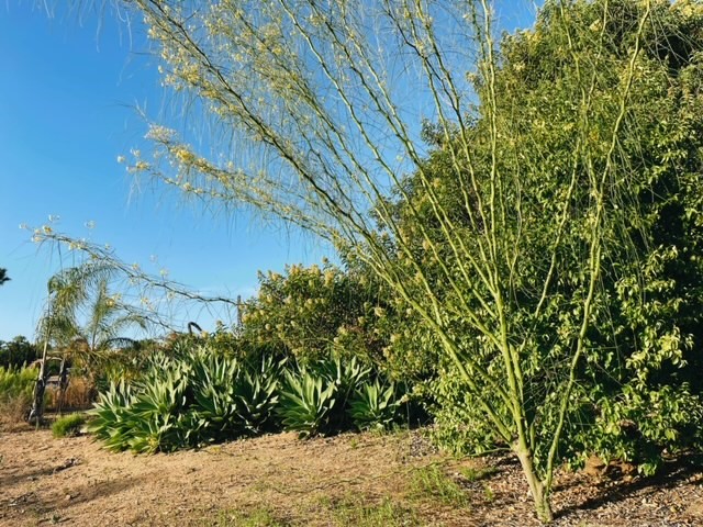 San Diego tree trimmer - palo verde tree
