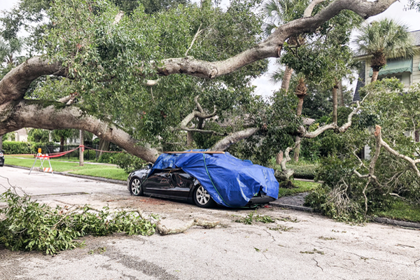 San Diego tree trimmers