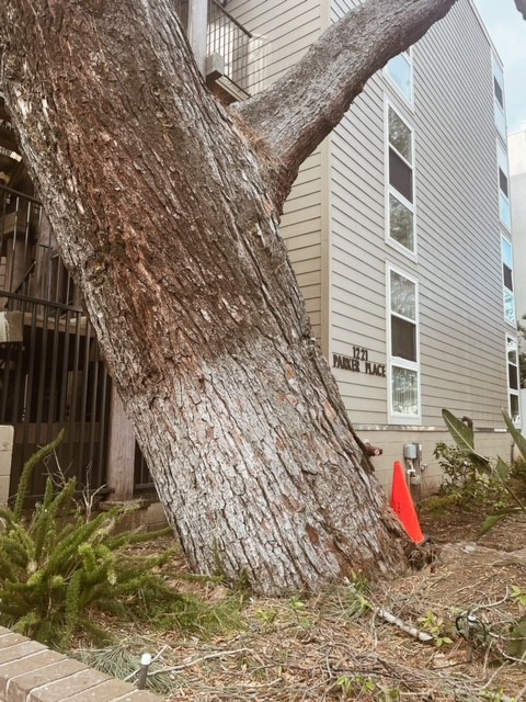 San Diego tree removal