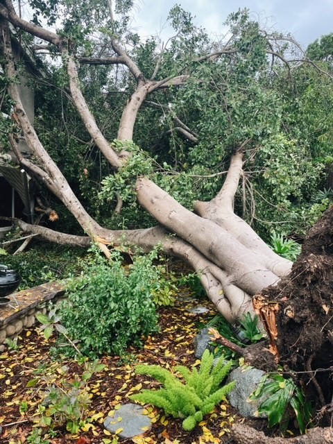 San Diego tree removal