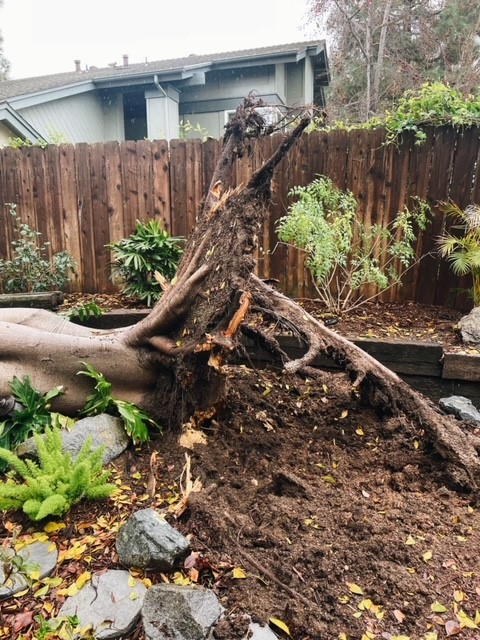 San Diego tree removal