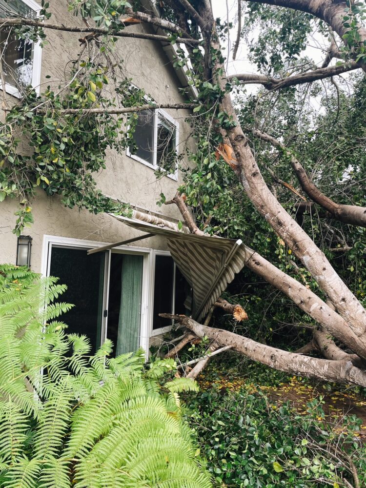 San Diego tree removal