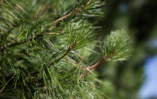 san diego tree trimming - pine trees