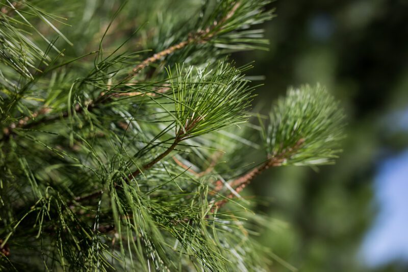 san diego tree trimming - pine trees