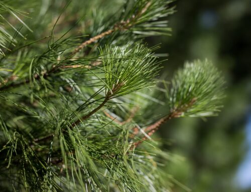 THE BEST TIME TO PRUNE PINE TREES