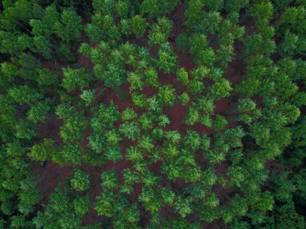 The Best Time to Prune Pine Trees || San Diego Tree Service