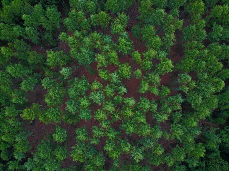 san diego tree trimming - pine trees