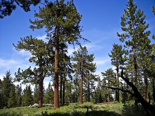 San Diego tree trimmer - Jeffrey Pine