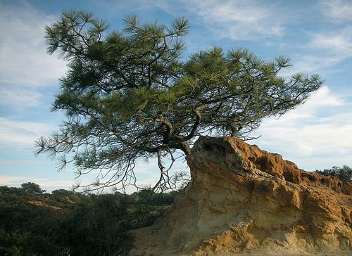 San Diego tree trimmer - torrey pine