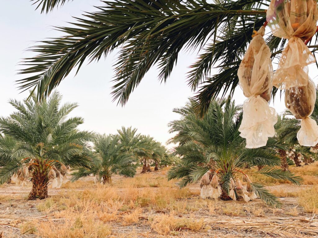 Date Palm Orchard San Diego tree service