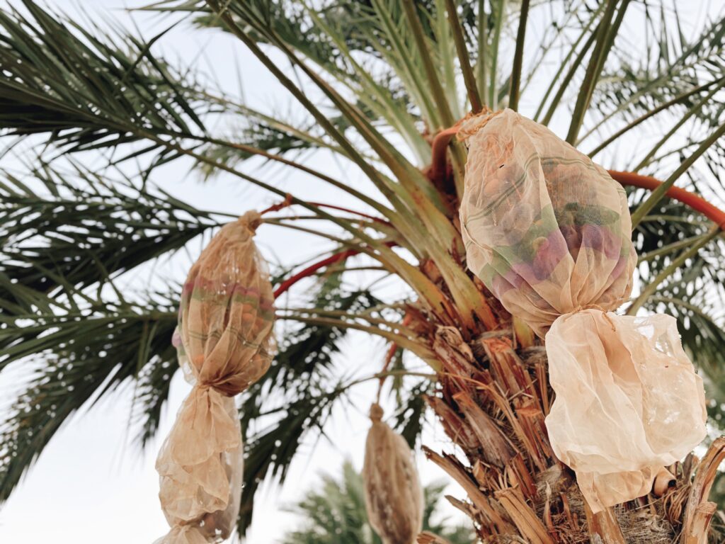 Date Palm Orchard San Diego tree service
