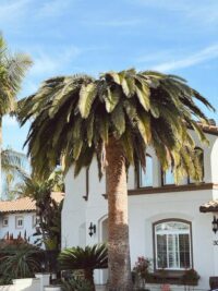 South American Palm Weevil | San Diego Tree Service | Tree Trimming | Tree Removal South American Palm Weevil - San Diego