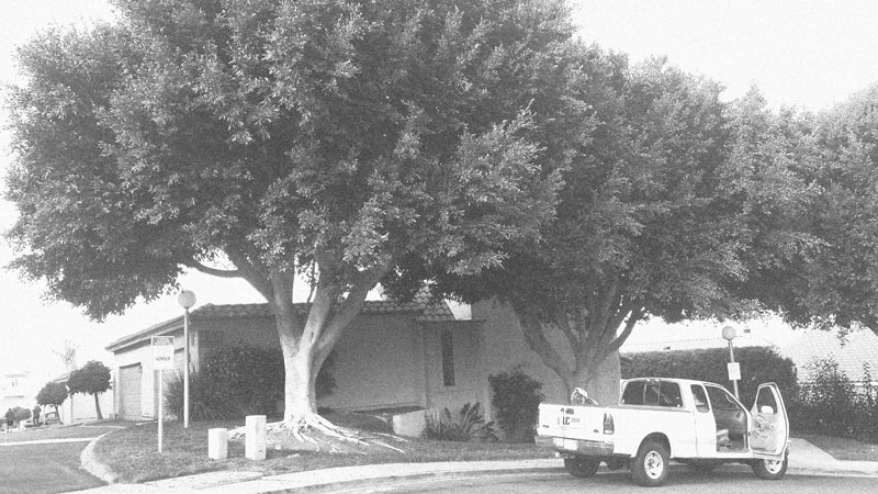San Diego Tree Service SAN DIEGO TREE SERVICE